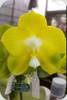 Phal. Joy Spring Canary Japan Peach